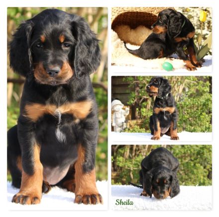 Hübsche Gordon Setter Welpen aus Liebhaberzucht als Familienhunde Anfang Mai abzugeben
