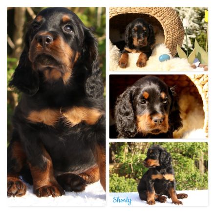 Hübsche Gordon Setter Welpen aus Liebhaberzucht als Familienhunde Anfang Mai abzugeben