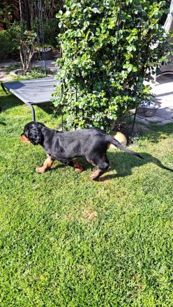 Hübsche Gordon Setter Welpen aus Liebhaberzucht als Familienhunde Anfang Mai abzugeben
