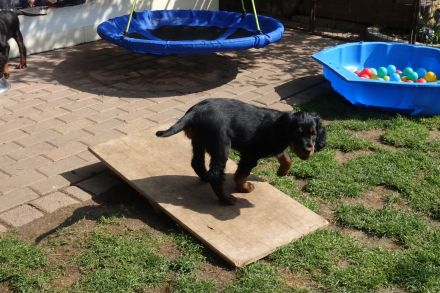 Hübsche Gordon Setter Welpen aus Liebhaberzucht als Familienhunde Anfang Mai abzugeben