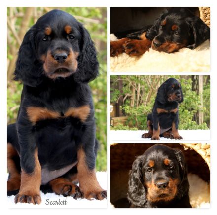 Hübsche Gordon Setter Welpen aus Liebhaberzucht als Familienhunde Anfang Mai abzugeben