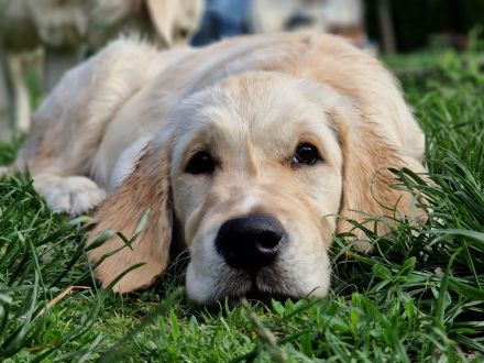 Golden retriever - lovely puppies