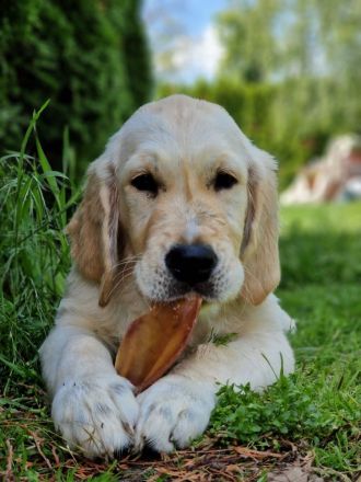 Golden retriever - lovely puppies