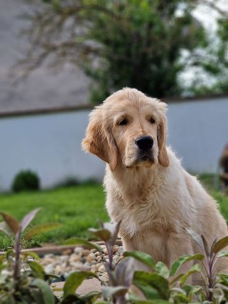 Golden retriever - lovely puppies