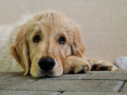 Golden retriever - lovely puppies