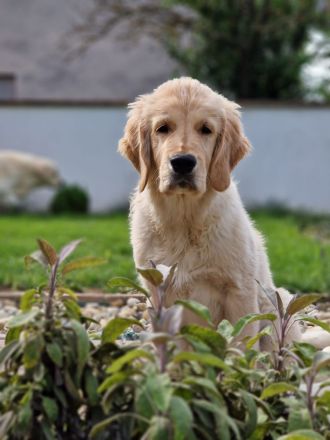 Golden retriever - lovely puppies