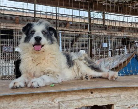 Hallo, ich heiße Bo und suche meine Altersresidenz.