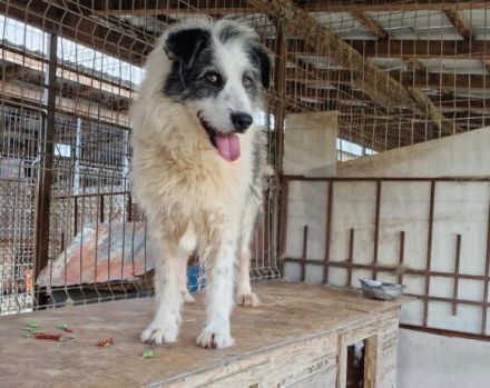 Hallo, ich heiße Bo und suche meine Altersresidenz.