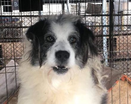 Hallo, ich heiße Bo und suche meine Altersresidenz.