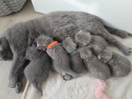 BKH Kitten, britisch kurzhaar Kitten, weiblich, männlich, Farbe Blue und Tabby