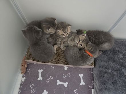 BKH Kitten, britisch kurzhaar Kitten, weiblich, männlich, Farbe Blue und Tabby