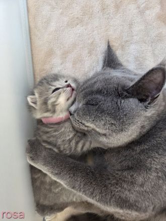 BKH Kitten, britisch kurzhaar Kitten, weiblich, männlich, Farbe Blue und Tabby