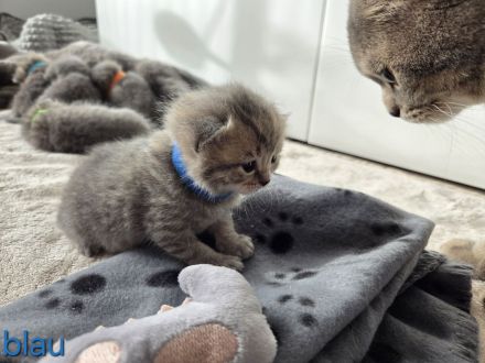 BKH Kitten, britisch kurzhaar Kitten, weiblich, männlich, Farbe Blue und Tabby