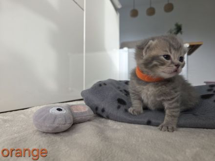 BKH Kitten, britisch kurzhaar Kitten, weiblich, männlich, Farbe Blue und Tabby
