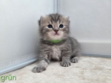 BKH Kitten, britisch kurzhaar Kitten, weiblich, männlich, Farbe Blue und Tabby