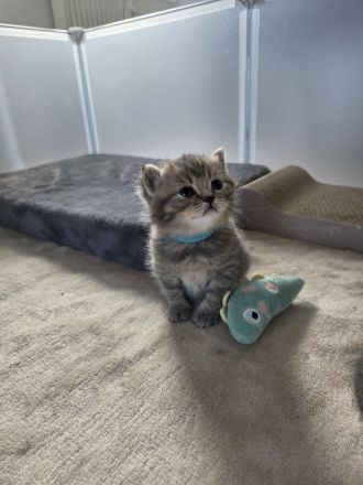 BKH Kitten, britisch kurzhaar Kitten, weiblich, männlich, Farbe Blue und Tabby