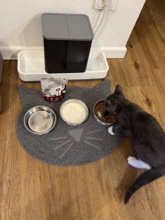 Britische Kurzhaar mischling Katze