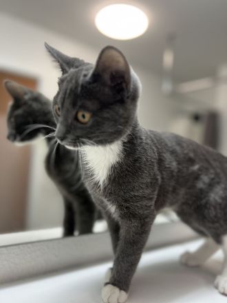 Britische Kurzhaar mischling Katze