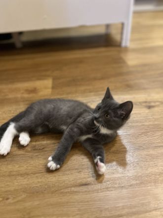 Britische Kurzhaar mischling Katze