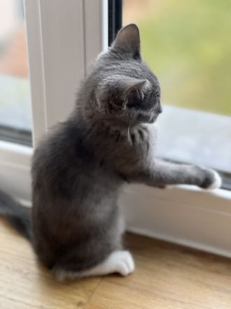 Britische Kurzhaar mischling Katze