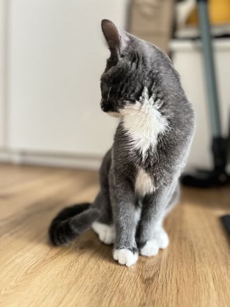 Britische Kurzhaar mischling Katze