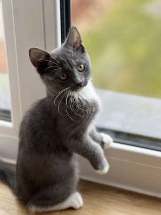 Britische Kurzhaar mischling Katze