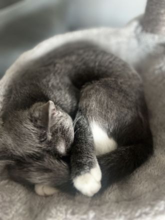 Britische Kurzhaar mischling Katze