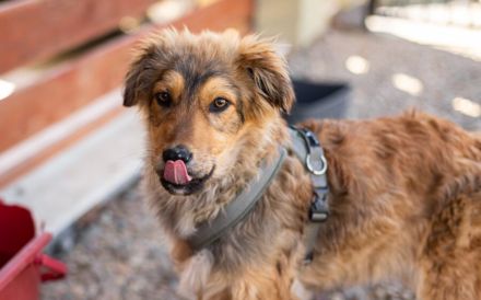Süßer Porridge wartet auf seine Chance - Willst du ihm ein Zuhause geben?