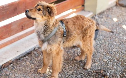 Süßer Porridge wartet auf seine Chance - Willst du ihm ein Zuhause geben?