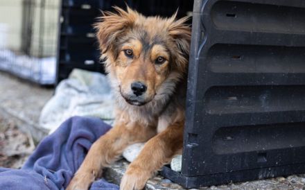 Süßer Porridge wartet auf seine Chance - Willst du ihm ein Zuhause geben?