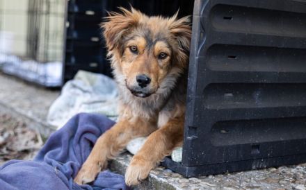 Süßer Porridge wartet auf seine Chance - Willst du ihm ein Zuhause geben?