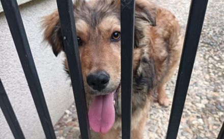 Süßer Porridge wartet auf seine Chance - Willst du ihm ein Zuhause geben?