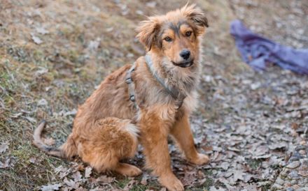 Süßer Porridge wartet auf seine Chance - Willst du ihm ein Zuhause geben?