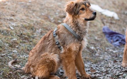 Süßer Porridge wartet auf seine Chance - Willst du ihm ein Zuhause geben?