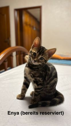 Wunderschöne, reinrassige Bengalkitten mit Stammbaum