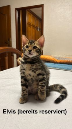 Wunderschöne, reinrassige Bengalkitten mit Stammbaum