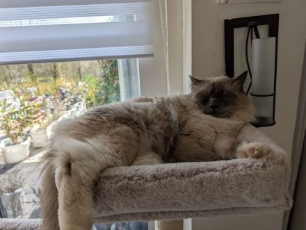 Heilige Birma Kitten