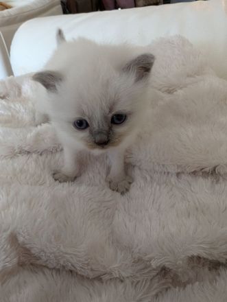 Heilige Birma Kitten