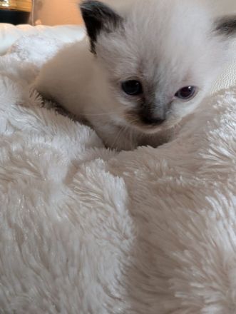 Heilige Birma Kitten