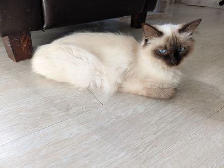 Heilige Birma Kitten