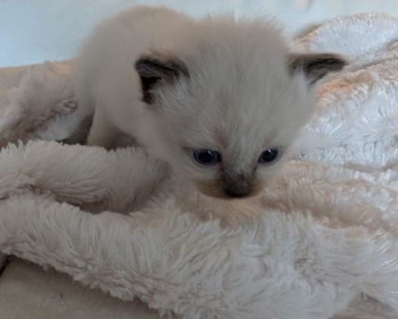 Heilige Birma Kitten