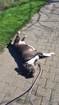 American Bully XL abzugeben