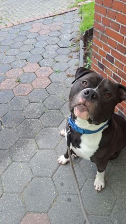 American Bully XL abzugeben