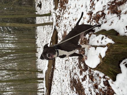 American Bully XL abzugeben