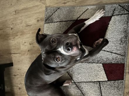 American Bully XL abzugeben