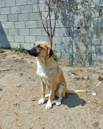 Abby, Aika, Aron und Ayla lieb und verspielt