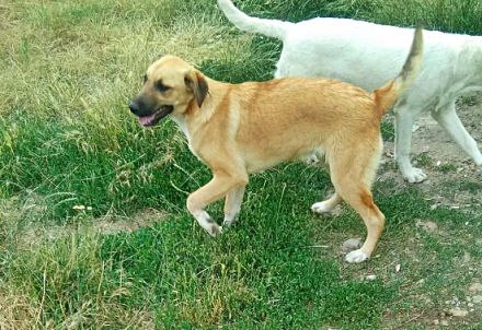 Abby, Aika, Aron und Ayla lieb und verspielt