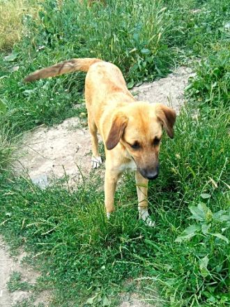 Abby, Aika, Aron und Ayla lieb und verspielt