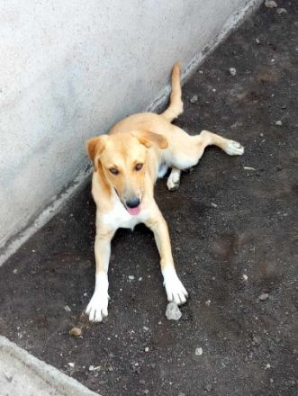 Abby, Aika, Aron und Ayla lieb und verspielt