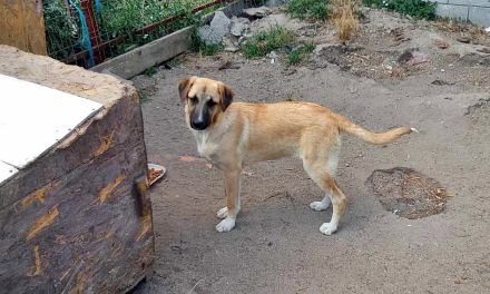 Abby, Aika, Aron und Ayla lieb und verspielt